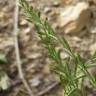 Fotografia 6 da espécie Lolium aristatum do Jardim Botânico UTAD