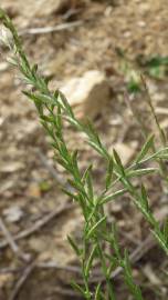 Fotografia da espécie Lolium aristatum