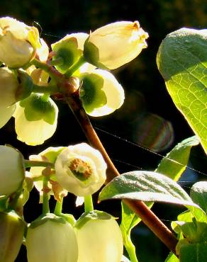 Fotografia 16 da espécie Vaccinium corymbosum no Jardim Botânico UTAD