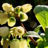 Fotografia 16 da espécie Vaccinium corymbosum do Jardim Botânico UTAD