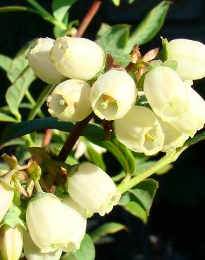 Fotografia 17 da espécie Vaccinium corymbosum no Jardim Botânico UTAD