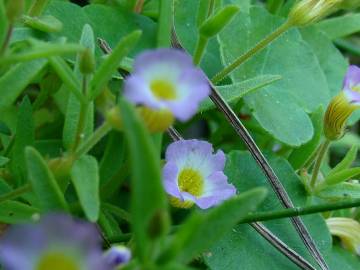 Fotografia da espécie Gratiola linifolia