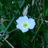 Fotografia 6 da espécie Baldellia ranunculoides subesp. ranunculoides do Jardim Botânico UTAD