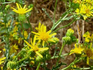 Fotografia da espécie Jacobaea vulgaris