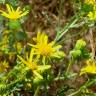 Fotografia 12 da espécie Jacobaea vulgaris do Jardim Botânico UTAD