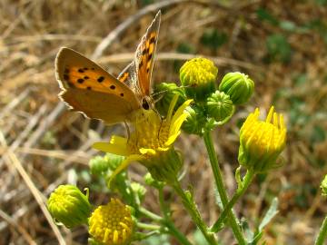 Fotografia da espécie Jacobaea vulgaris