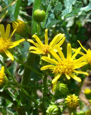 Fotografia 14 da espécie Jacobaea vulgaris no Jardim Botânico UTAD