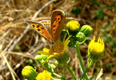 Fotografia da espécie Jacobaea vulgaris