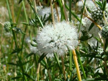 Fotografia da espécie Mentha cervina