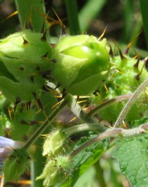 Fotografia 15 da espécie Solanum sisymbriifolium no Jardim Botânico UTAD