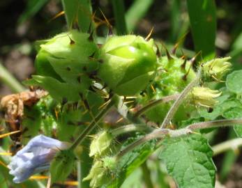 Fotografia da espécie Solanum sisymbriifolium