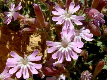 Fotografia da espécie Silene foetida subesp. gayana