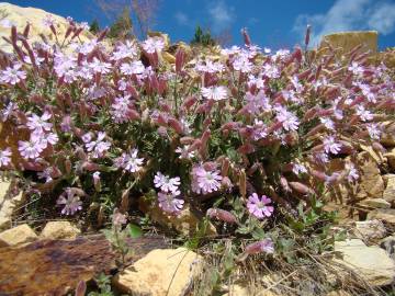 Fotografia da espécie Silene foetida subesp. gayana