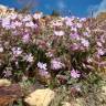 Fotografia 1 da espécie Silene foetida subesp. gayana do Jardim Botânico UTAD