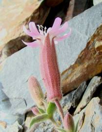 Fotografia da espécie Silene foetida subesp. gayana