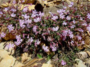 Fotografia da espécie Silene foetida subesp. gayana