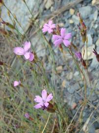 Fotografia da espécie Dianthus laricifolius subesp. merinoi