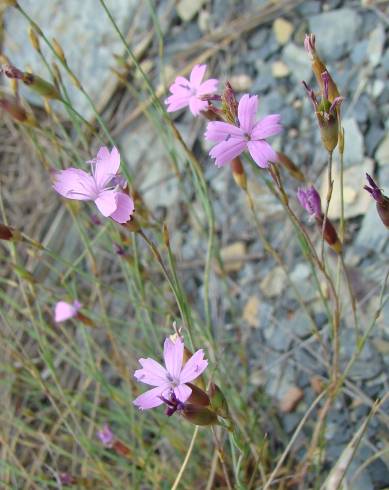 Fotografia de capa Dianthus laricifolius subesp. merinoi - do Jardim Botânico