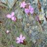 Fotografia 1 da espécie Dianthus laricifolius subesp. merinoi do Jardim Botânico UTAD