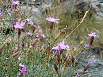 Fotografia da espécie Dianthus laricifolius subesp. merinoi