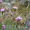 Fotografia 2 da espécie Dianthus laricifolius subesp. merinoi do Jardim Botânico UTAD