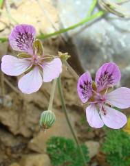 Erodium carvifolium