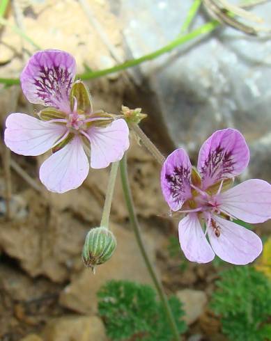 Fotografia de capa Erodium carvifolium - do Jardim Botânico