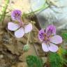 Fotografia 1 da espécie Erodium carvifolium do Jardim Botânico UTAD