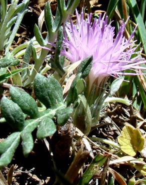 Fotografia 10 da espécie Jurinea humilis no Jardim Botânico UTAD