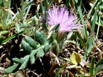 Fotografia da espécie Jurinea humilis