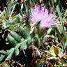 Fotografia 10 da espécie Jurinea humilis do Jardim Botânico UTAD