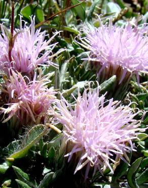 Fotografia 11 da espécie Jurinea humilis no Jardim Botânico UTAD