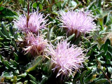 Fotografia da espécie Jurinea humilis