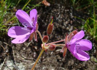 Fotografia da espécie Erodium carvifolium