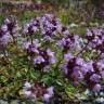 Fotografia 13 da espécie Thymus pulegioides do Jardim Botânico UTAD