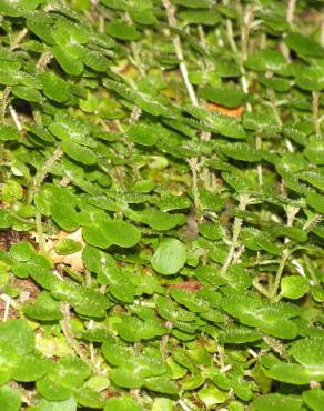 Fotografia 12 da espécie Chrysosplenium oppositifolium no Jardim Botânico UTAD