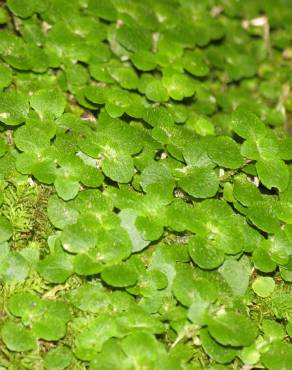 Fotografia 13 da espécie Chrysosplenium oppositifolium no Jardim Botânico UTAD