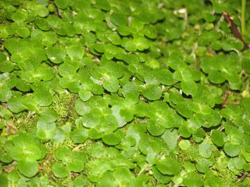 Fotografia da espécie Chrysosplenium oppositifolium
