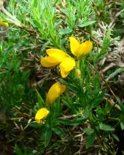 Fotografia da espécie Genista hispanica