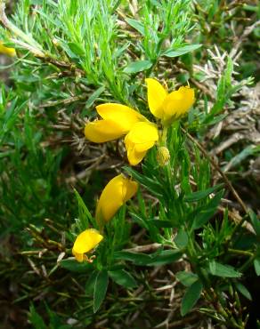 Fotografia 1 da espécie Genista hispanica subesp. occidentalis no Jardim Botânico UTAD