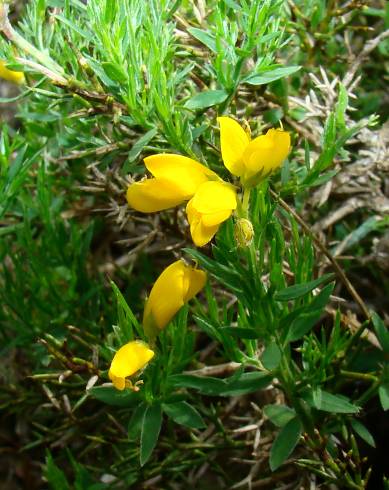 Fotografia de capa Genista hispanica subesp. occidentalis - do Jardim Botânico