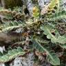 Fotografia 12 da espécie Asplenium ceterach do Jardim Botânico UTAD