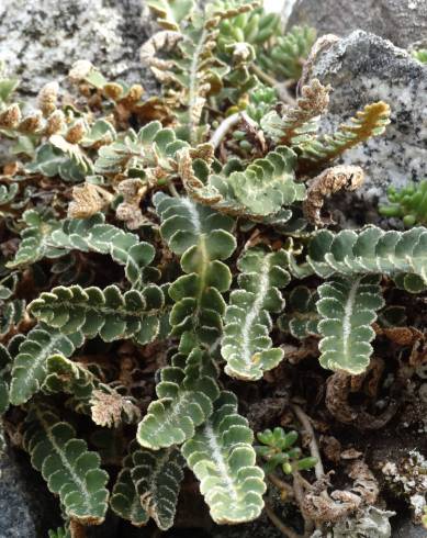 Fotografia de capa Asplenium ceterach - do Jardim Botânico