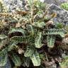 Fotografia 1 da espécie Asplenium ceterach do Jardim Botânico UTAD