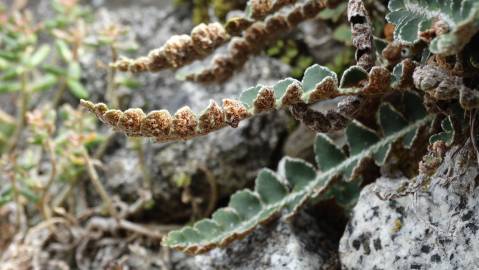 Fotografia da espécie Asplenium ceterach