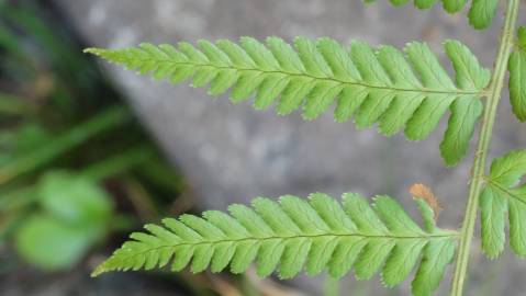 Fotografia da espécie Dryopteris affinis subesp. borreri var. borreri