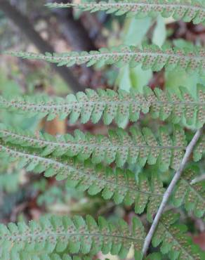Fotografia 11 da espécie Dryopteris affinis subesp. borreri var. borreri no Jardim Botânico UTAD