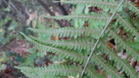 Fotografia da espécie Dryopteris affinis subesp. borreri var. borreri