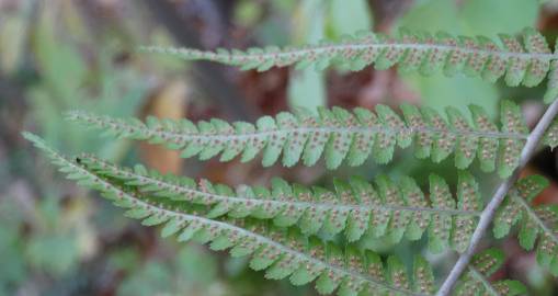 Fotografia da espécie Dryopteris affinis subesp. borreri var. borreri