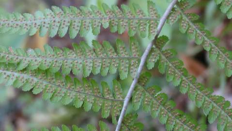 Fotografia da espécie Dryopteris affinis subesp. borreri var. borreri